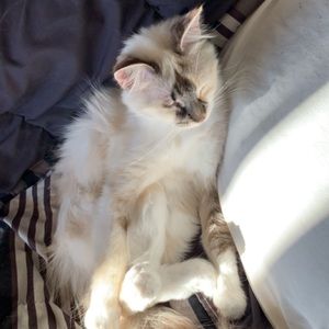 Meet your Posher, Madi